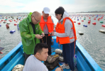 聚“蛎”发展——省水产研究所助力石井镇培育发展三倍体牡蛎新品种